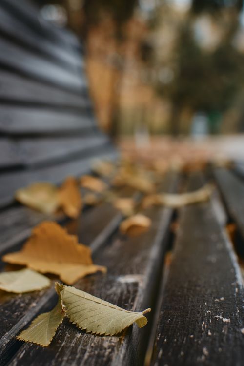 Free Autumn leaves scattered on a wooden bench, captured in warm tones. Stock Photo