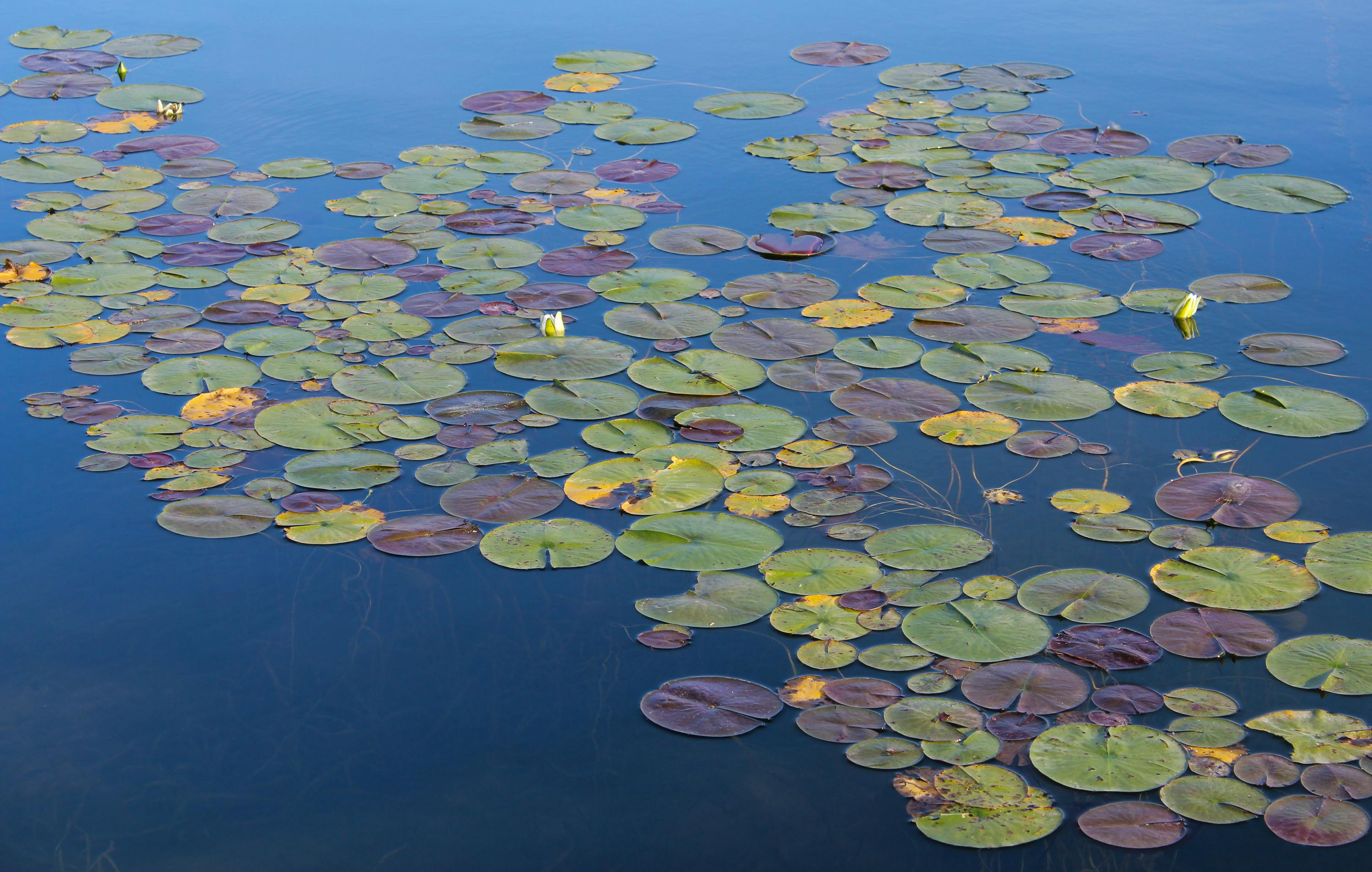 Woman Floating On Water With Water Lilies Free Stock Photo