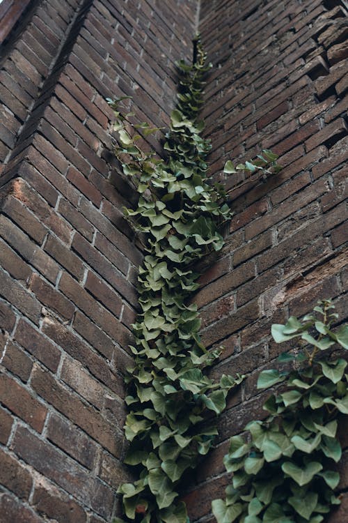 Foto profissional grátis de engatinhando, fotografia de plantas, parede de ladrilhos