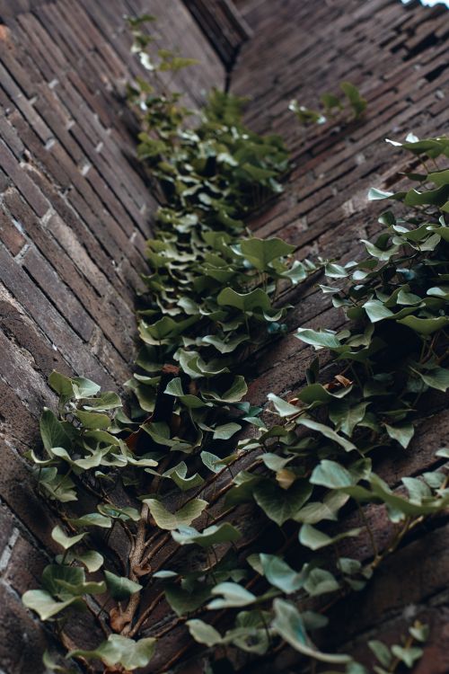 Free Vertical shot of ivy plants climbing a brick wall, captured from a low angle. Stock Photo