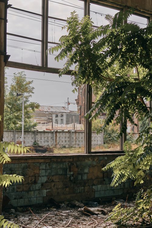 Free A view from inside an overgrown, abandoned industrial building with wild plants and broken windows. Stock Photo