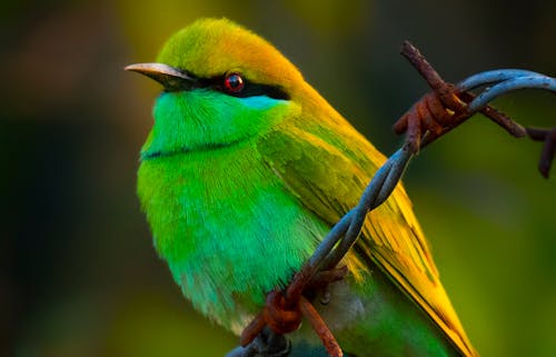 Tiny bee eater with colorful foliage and fine black line on head sitting on sharp barbed wire in forest on blurred background