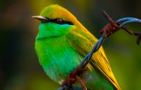 Tiny bee eater with colorful foliage and fine black line on head sitting on sharp barbed wire in forest on blurred background