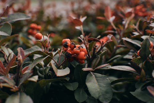 圆形水果, 工厂, 植物摄影 的 免费素材图片