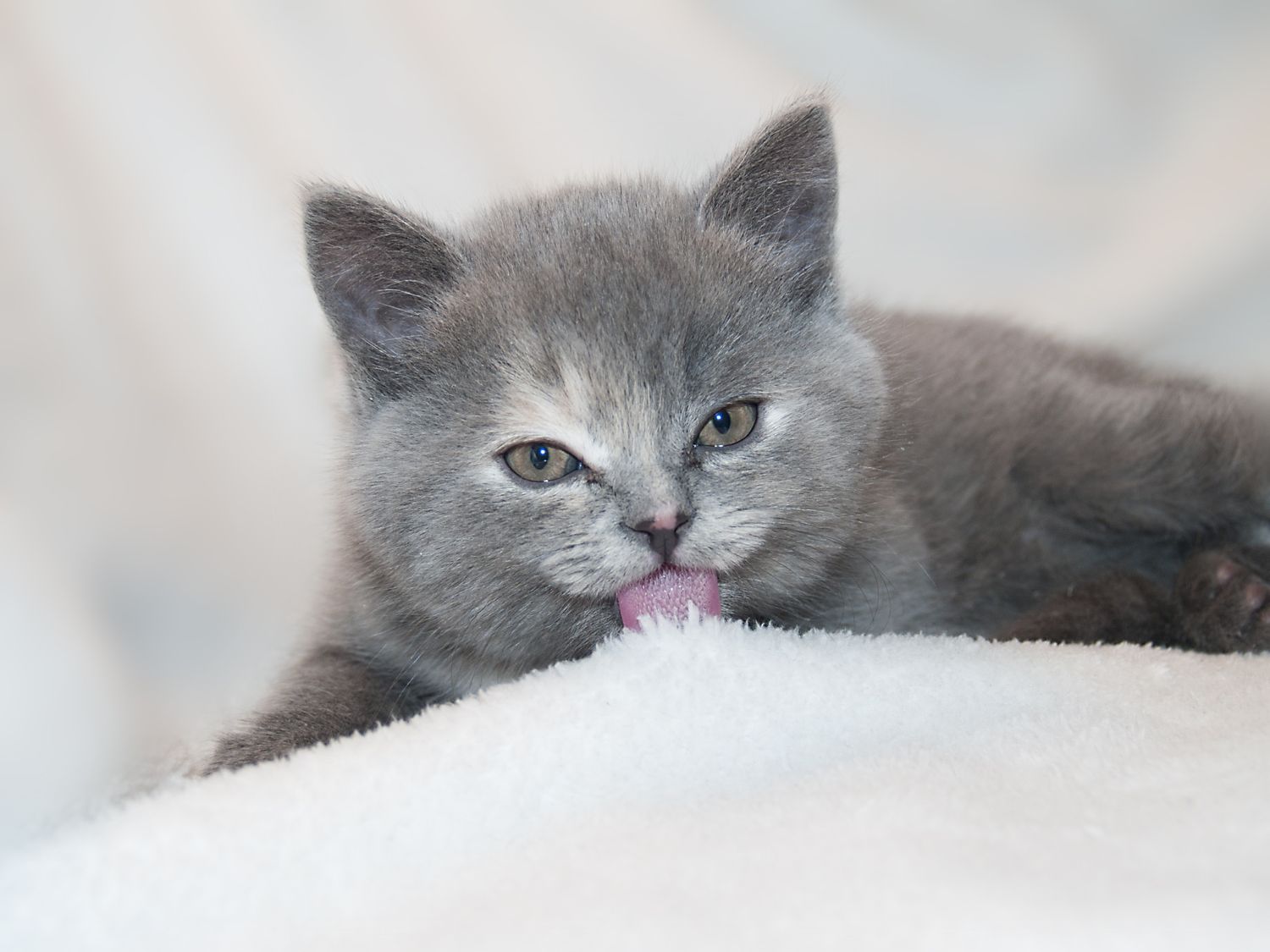 Kitten licking paw