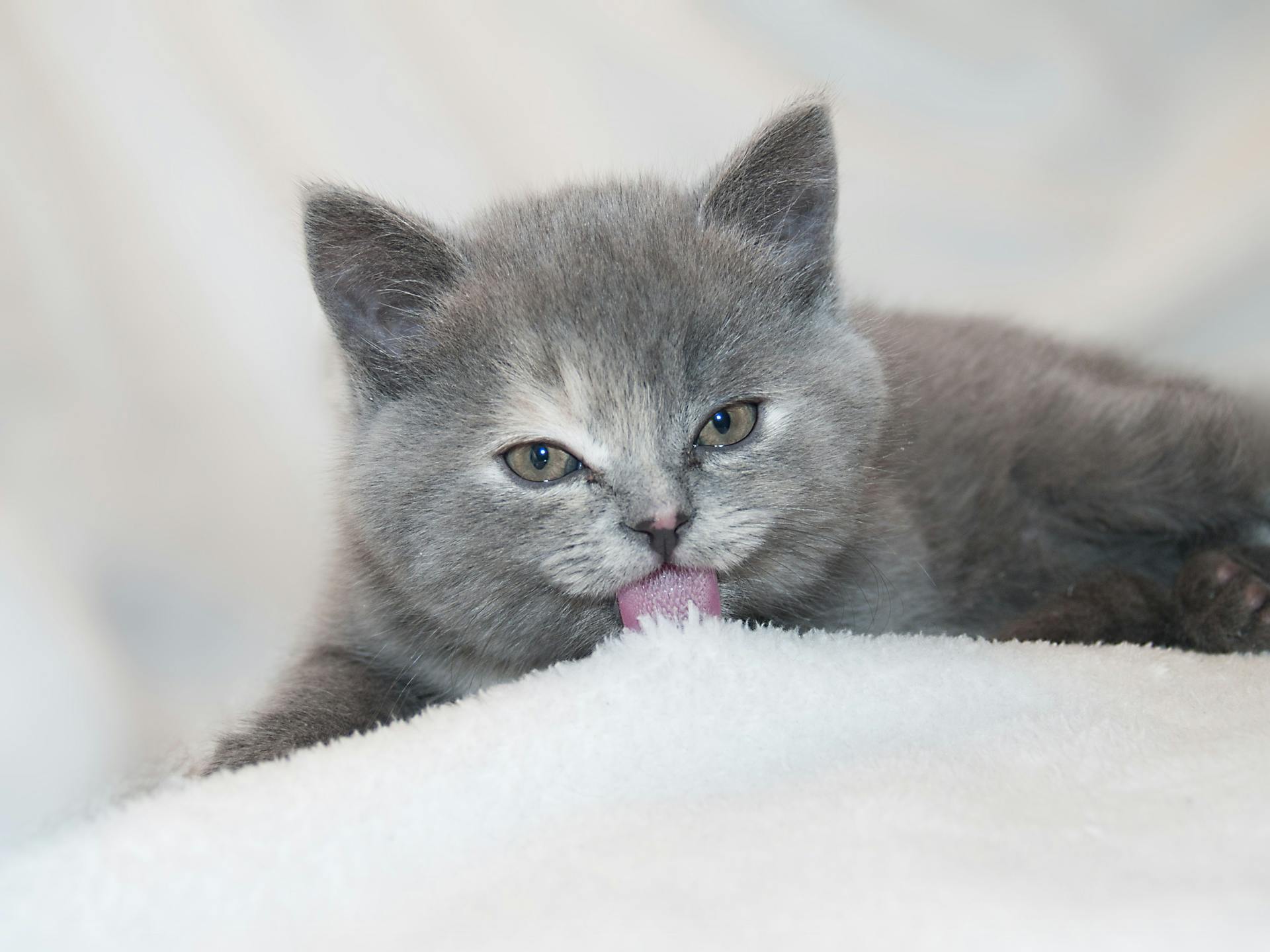 Gray Short Fur Cat