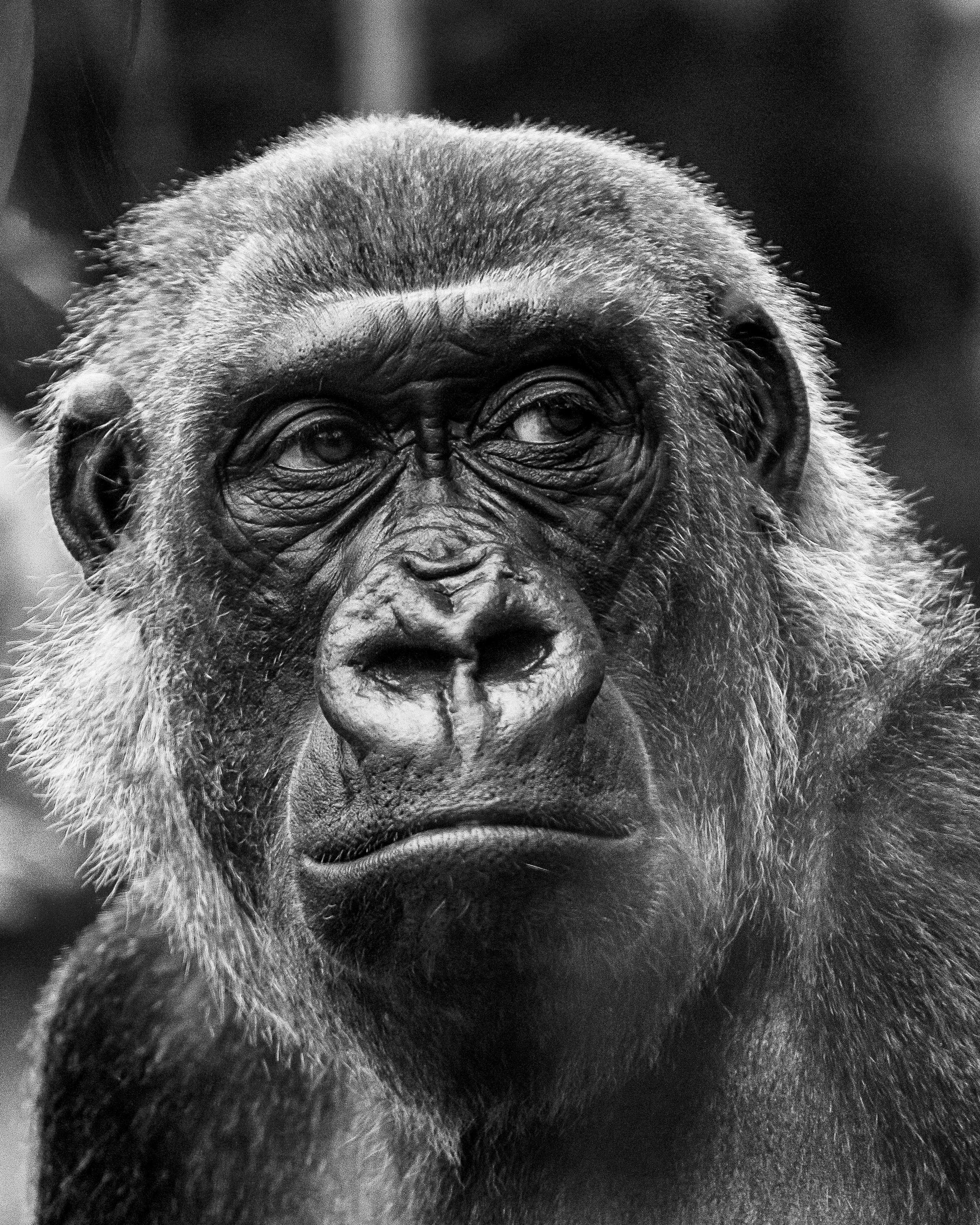 Ảnh đẹp con khỉ đột sẽ khiến bạn cảm thấy hoàn toàn thư giãn và được một chút tiêu khiển. Cùng khám phá bộ sưu tập ảnh đẹp về loài khỉ này để tìm thấy sự an lạc trong cuộc sống.