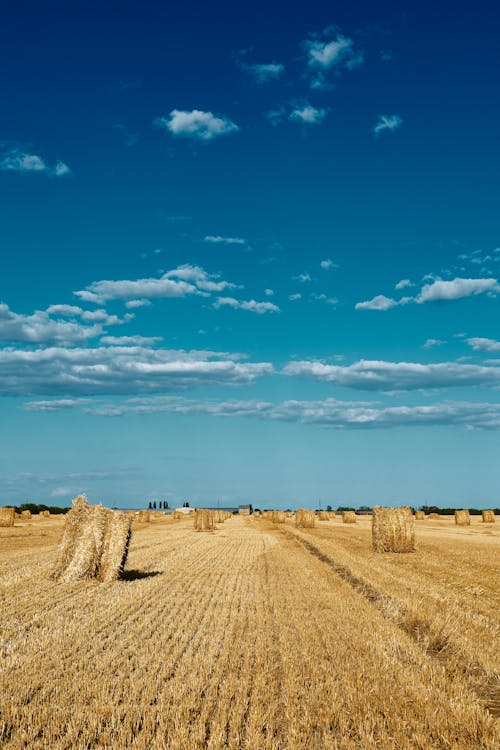 Free Hay Bales on a Brown Field Under Blue Sky Stock Photo