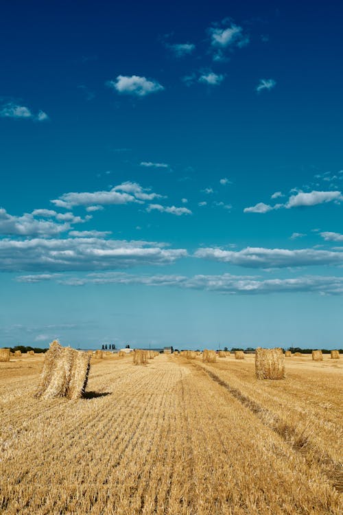 Gratis stockfoto met akkerland, balen hooi, blauwe lucht