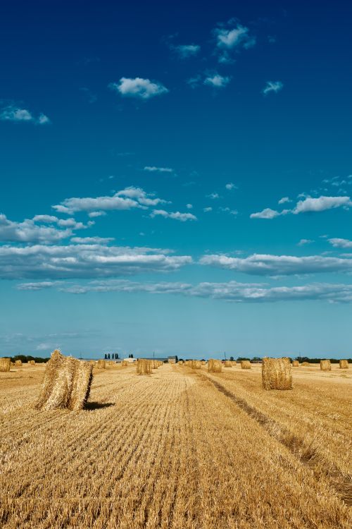 Free Scenic rural landscape with hay bales in a harvested wheat field under a vivid blue sky. Stock Photo