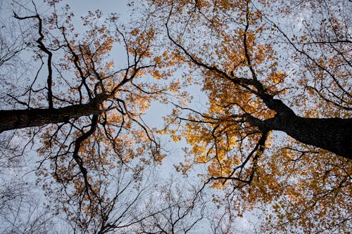 Gratis stockfoto met bladeren, bomen, fel