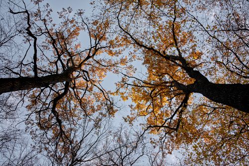 Free View from below of majestic trees with autumn leaves under a clear sky. Stock Photo