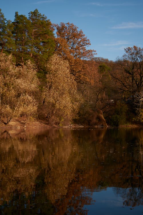 Fotos de stock gratuitas de agua, arboles, bosque