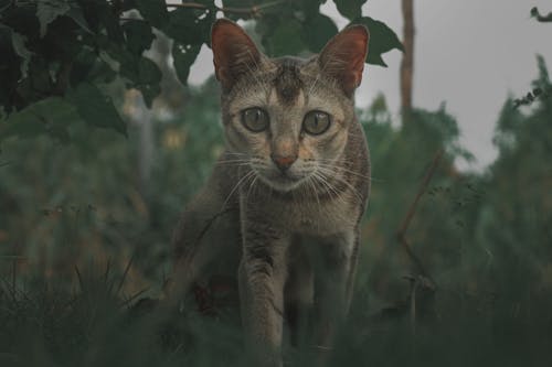 Photo of a Tabby Cat