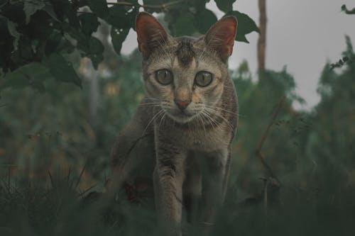 動物, 動物攝影, 哺乳動物 的 免費圖庫相片