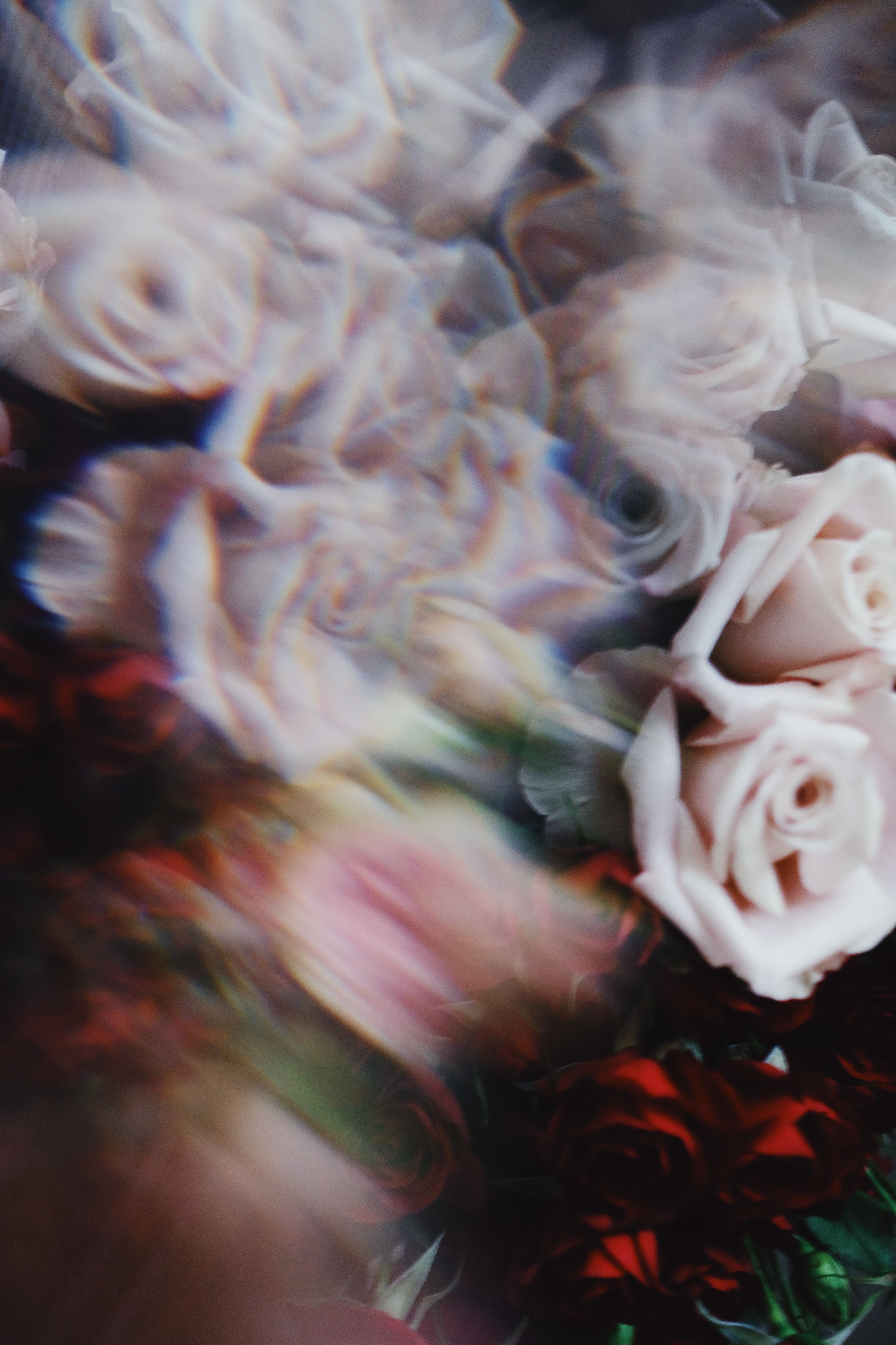 Blurred Photo of Roses · Free Stock Photo