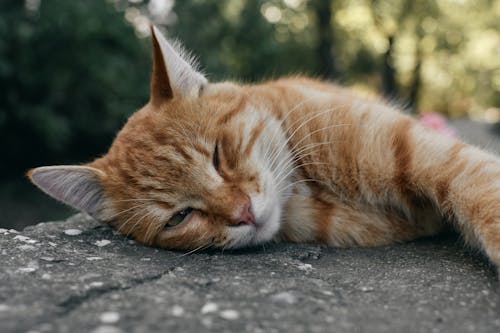 Orange Tabby Cat Lying on Gray Concrete Floor