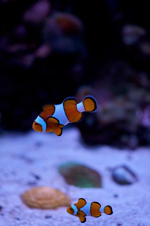 Kostenlos Kostenloses Stock Foto zu aquarium, clownsfisch, fisch Stock-Foto
