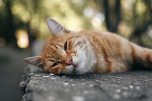 Free A ginger tabby cat peacefully resting on a stone surface outdoors during daytime. Stock Photo