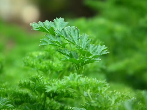 Plantes à Feuilles Vertes