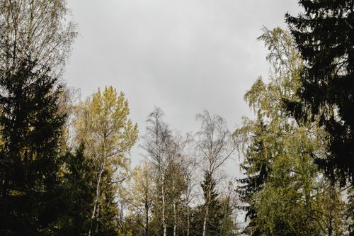 Free Tranquil view of a birch forest in fall, showcasing seasonal colors in Estonia. Stock Photo