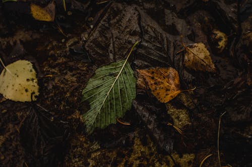 Безкоштовне стокове фото на тему «брудний, земля, листя»