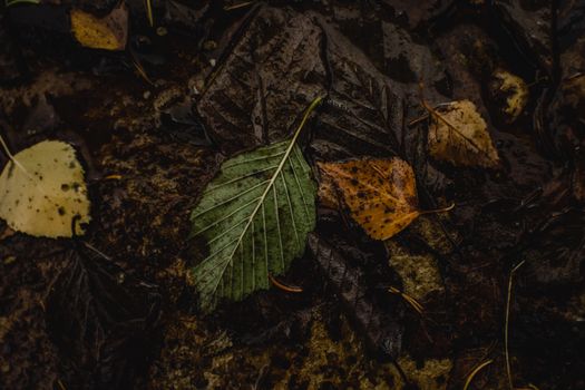 Fallen leaves and wet organic debris covering the ground after rainfall.