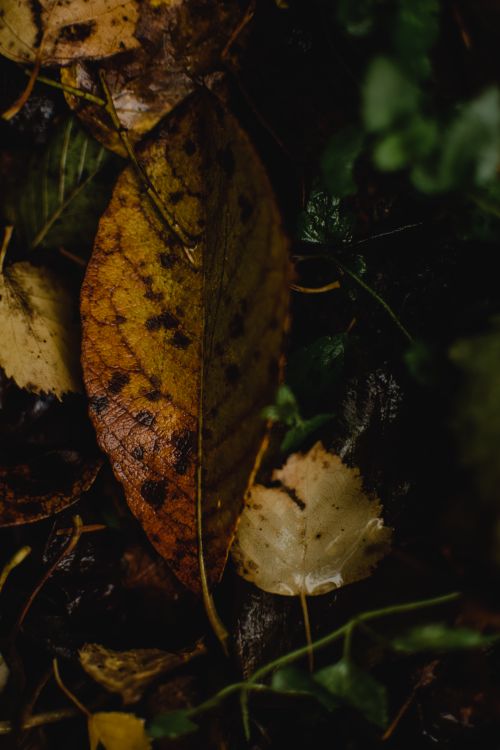 Free Dark and atmospheric close-up of wet autumn leaves in soft focus. Stock Photo