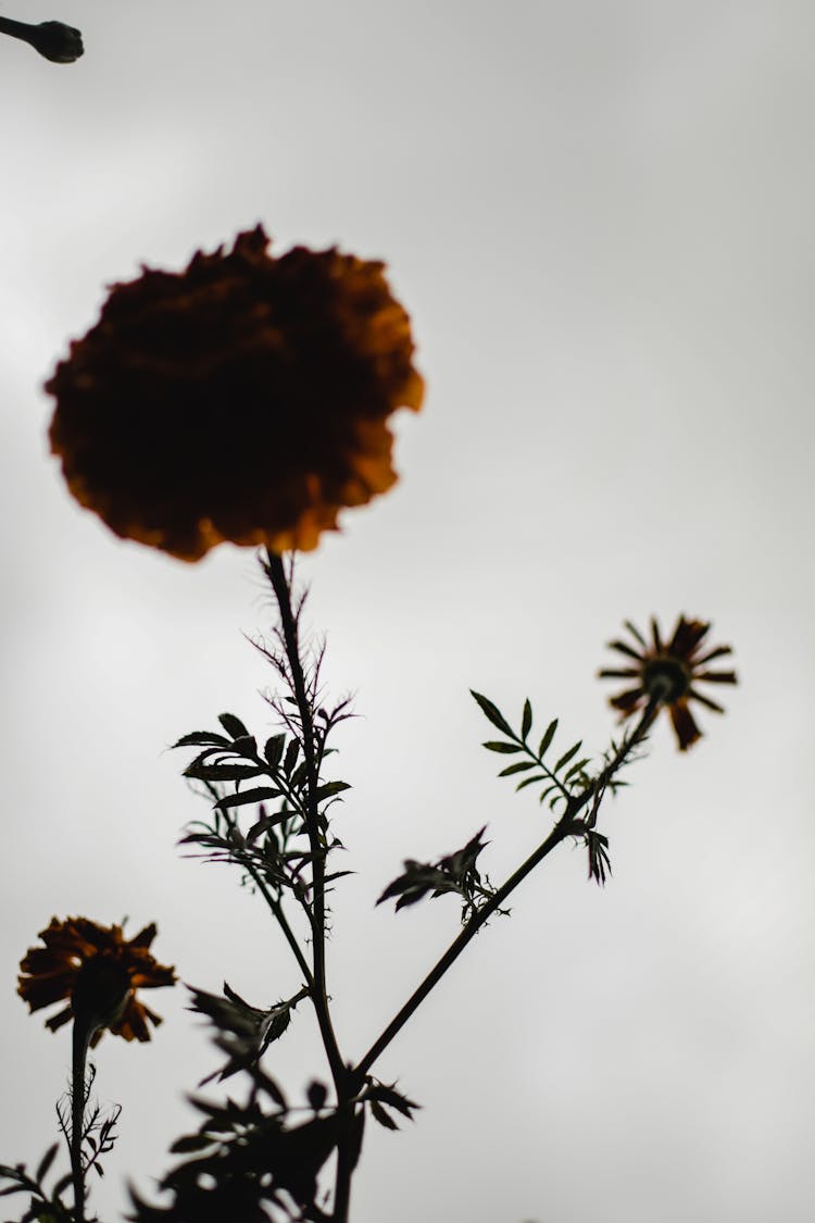 Silhouette Of A Marigold In Bloom