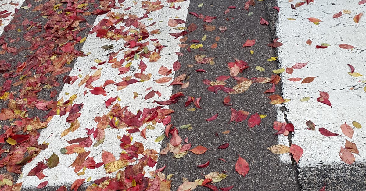 Free stock photo of fall, red leaves, road