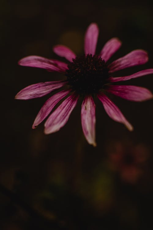 Close-Up Shot of a Purple Coneflower in Bloom