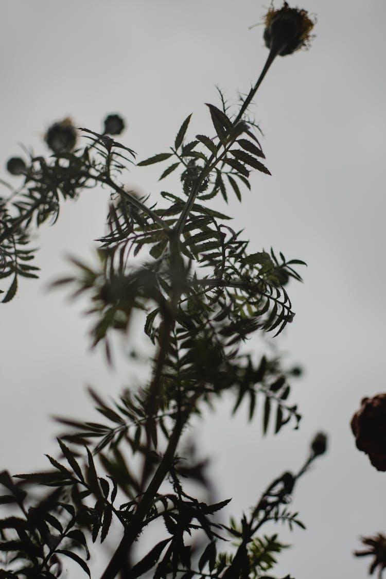 Wilted Flower With Leaves In Close Up Photography