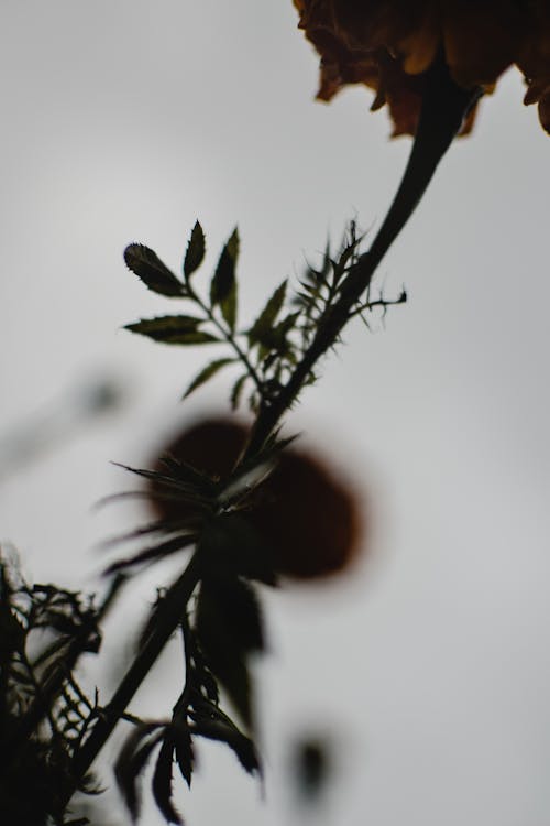 Brown Flower with Green Leaves