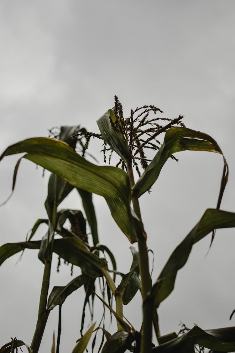 Green Corn Plant Under Gloomy Sky