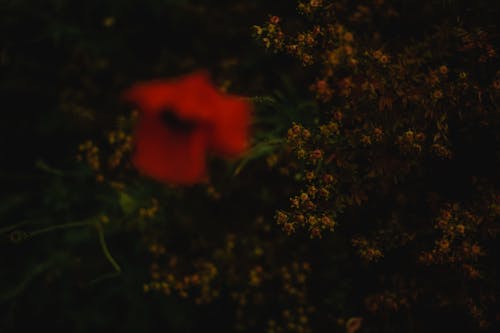 Rote Blume In Der Mitte Der Grünen Blätter