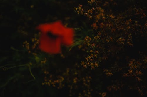 Red Flower in the Middle of Green Leaves and Tiny Clusters of Flowers