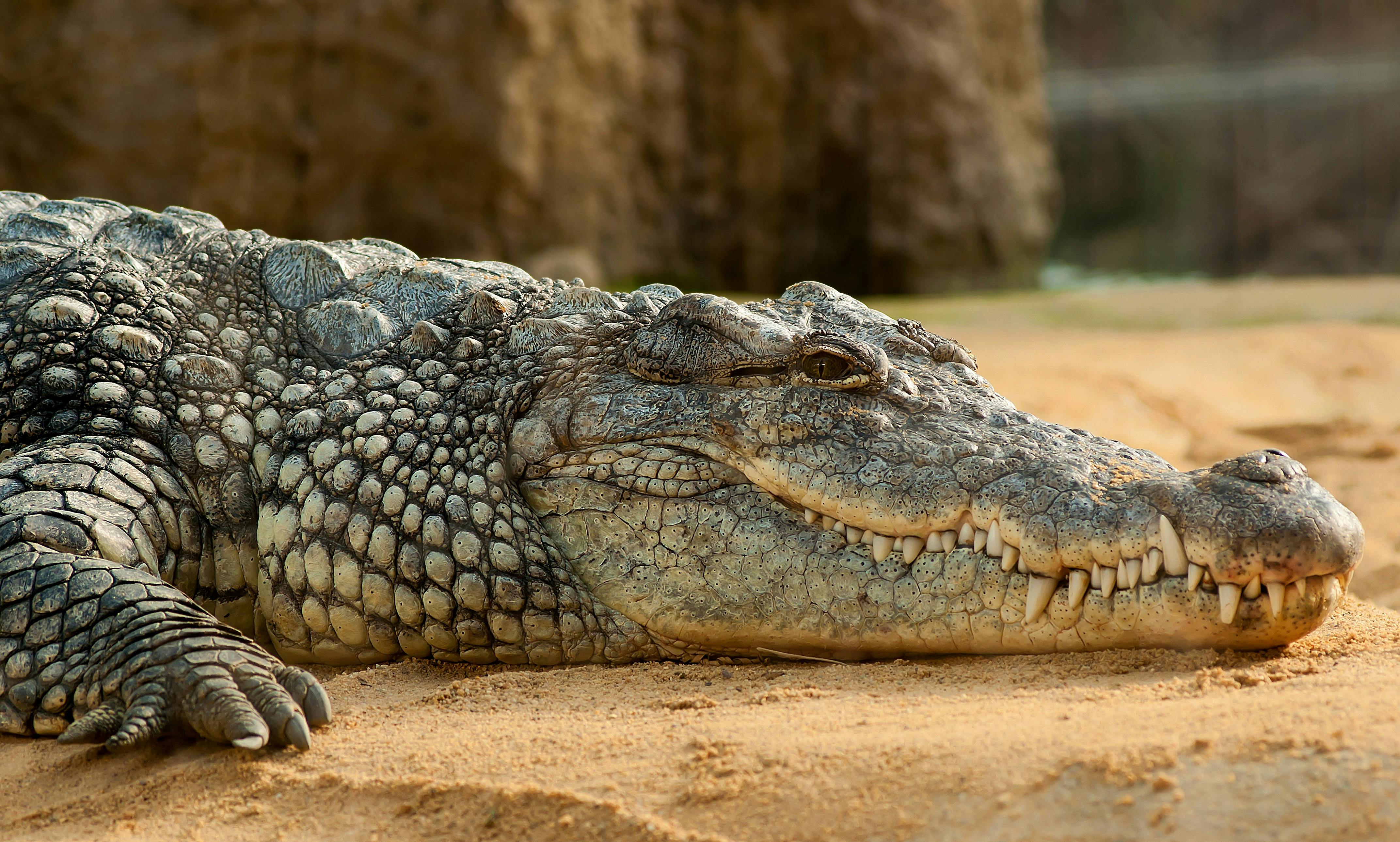 Man sleeps without knowing a crocodile is resting under his bed