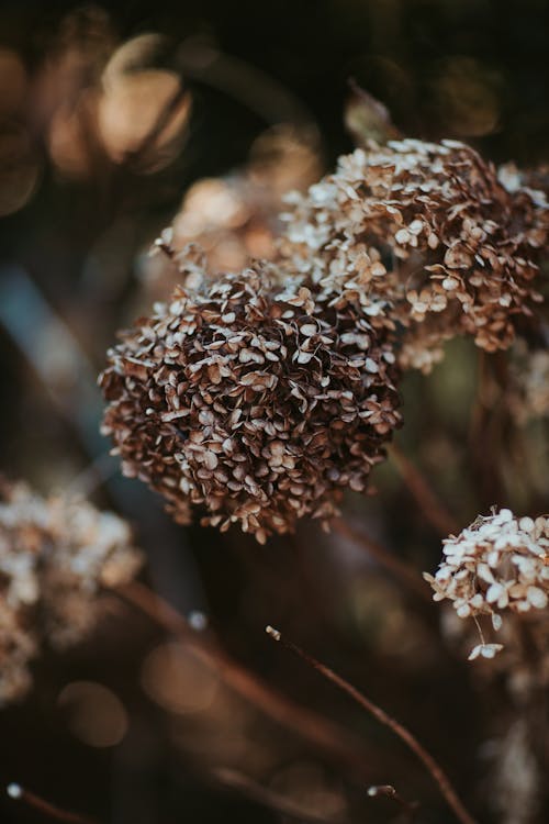 Dry inflorescences in gloomy nature