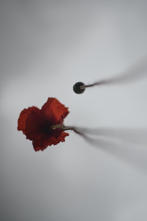 Red Flower on White Textile