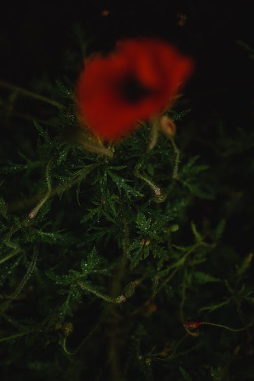 Czerwony Kwiat Na Zielonej Trawie