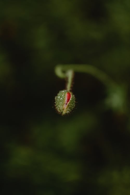 绿色和红色的植物芽，在关闭了摄影