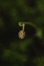 Green and Red Plant Bud in Close Up Photography