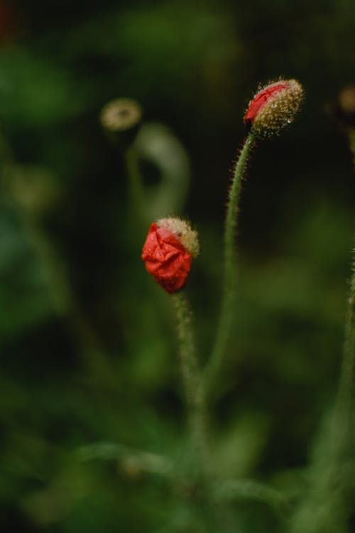 Free Red Flower Buds in Tilt Shift Lens Stock Photo