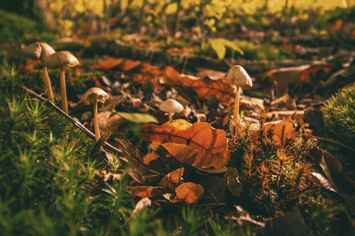 Безкоштовне стокове фото на тему «гриб, гриби, листя»