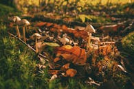 秋叶覆盖的森林地面上，蘑菇的特写镜头展现了秋天的自然之美