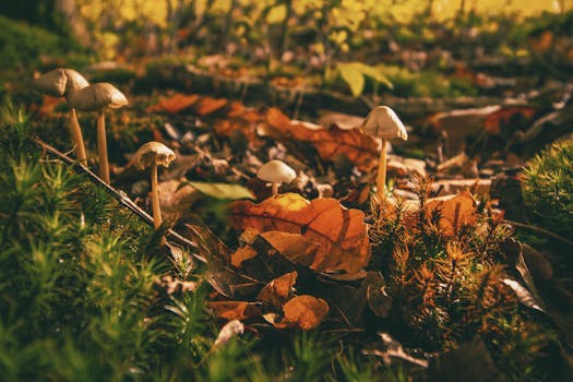 秋叶覆盖的森林地面上，蘑菇的特写镜头展现了秋天的自然之美