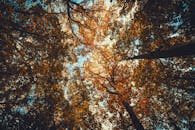 在晴朗的天空下，低角度拍摄的彩色秋叶呈现出令人惊叹的树冠，充满活力