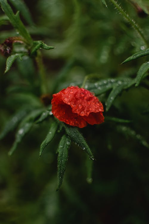 Красный цветок в зеленых листьях