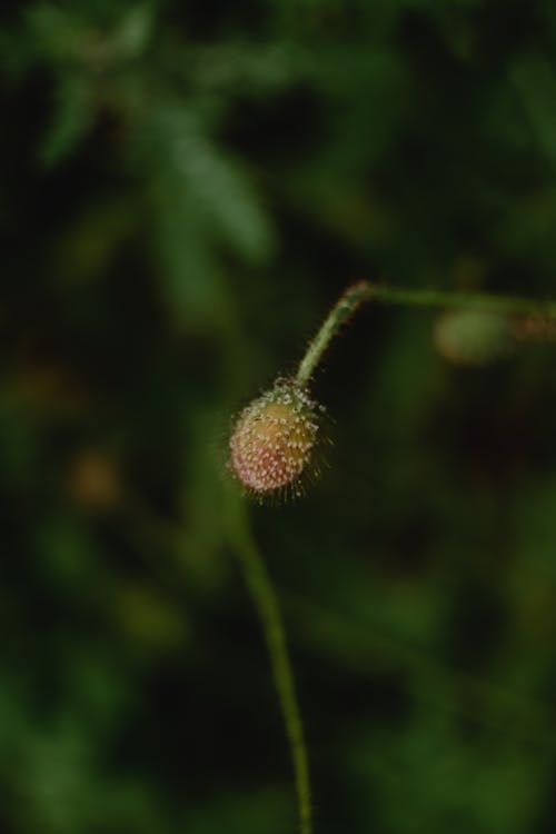 Grüne Runde Frucht In Der Nahaufnahmefotografie
