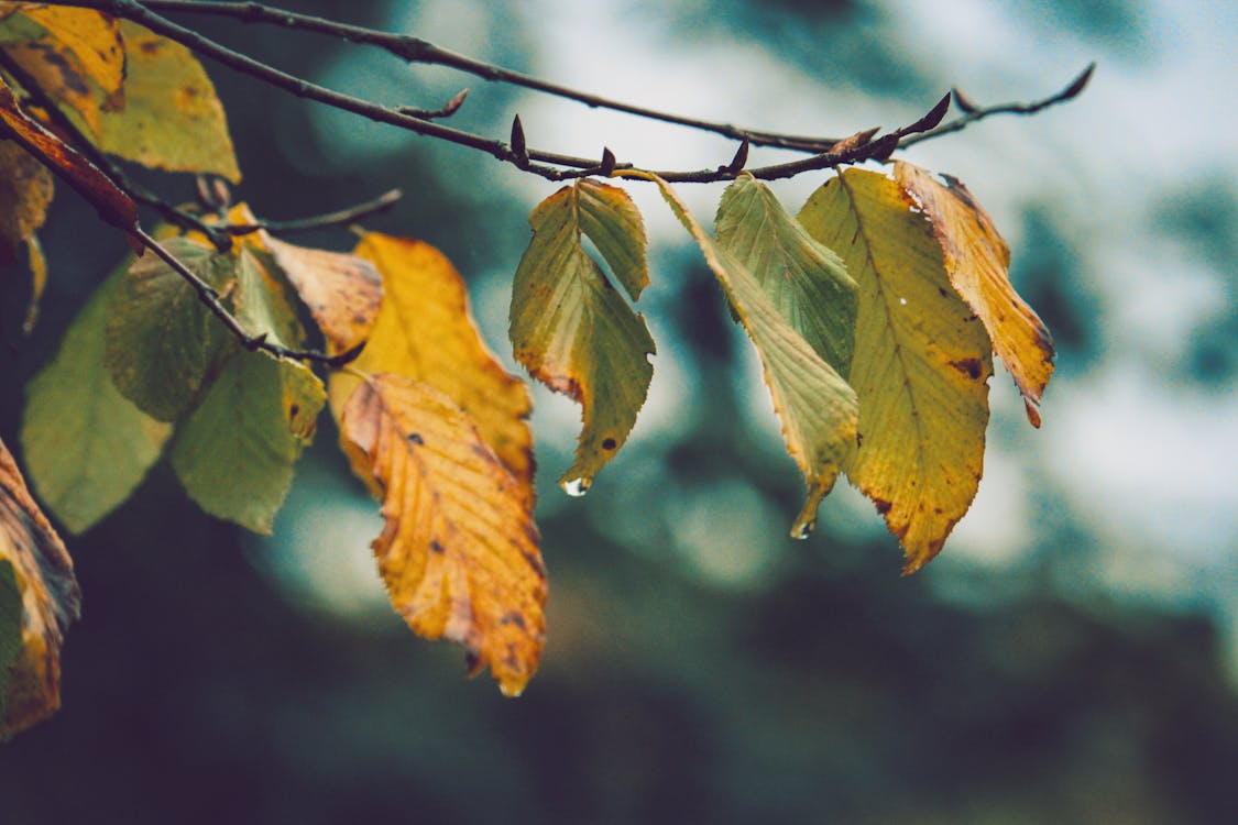 Základová fotografie zdarma na téma barva, denní světlo, dešťové kapky